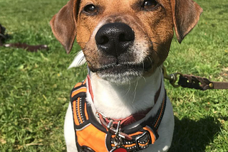 It’s a Pawful Hot Day Out!