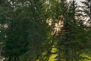 Sun shines through trees on the summer solstice in Ontario, Canada