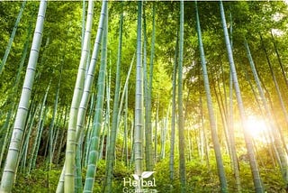 5 signs Bamboo Loves The Earth: An Eco-friendly Read