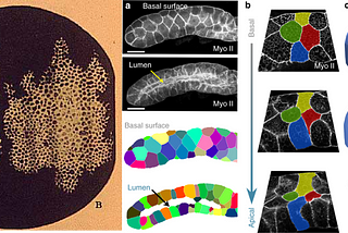 Redefining Geometry in Biology?