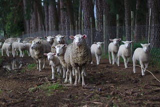 公地悲劇—The tragedy of the commons