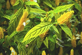 The Adaptable App: Thriving in a Mobile Hardware Chameleon
