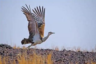 Great Indian Bustard, Dwindling in Kutch