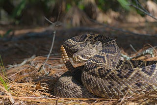 The Sneaky Snakepit of Freelancing: Flexible Scheduling