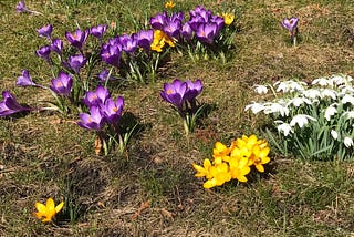 Spring’s Snowdrops