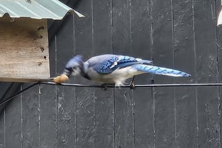 A Blue Jay shows it’s plumage as it grabs a peanut resting on a wire.