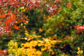 Autumn Garden Quiet