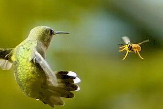 The amazing world of Hummingbirds, part 1