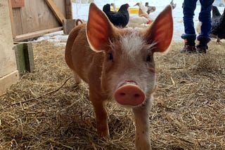 Animal Introductions: Spring 2019 at Zera Farm