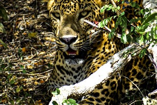 Eastern Beauty of Sri Lanka-Arugambay, Panama & Kumana National Park