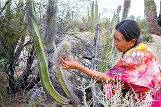 Ancestral Knowledge and Contemporary Co-Opting