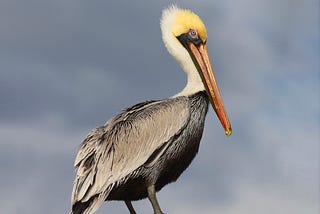 The Pelican and the Tide