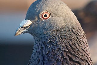 Open letter to the tech bro who spat at me, from that pigeon eating a noodle on Market Street