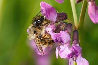 The Buzz About Auburn: How Bees Are Bringing Life to Our Parks