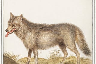 The ‘Mythical Wolf’ and the Politics of Wolf Conservation in the U.S.
