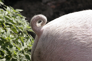 Would You Eat a Pig’s Ass?