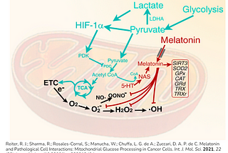 Melatonin Protects Mitochondria and ATP Production During SARS-CoV-2 Acute Infection and…