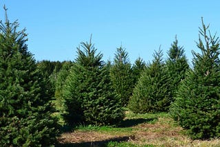 Do You Know What Kind of Weather Your Christmas Tree Has Experienced?
