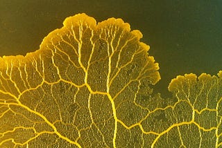 A brief performance marketing lesson from slime mould