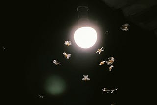 Why Do Insects Crash Toward Lights At Night?