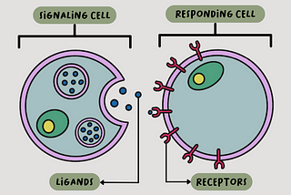 A Brief Overview of Cellular Communication