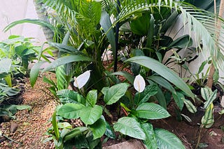 Story of my little garden in my house