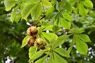 The Horse Chestnut Tree: Facts, History and Conkers games!