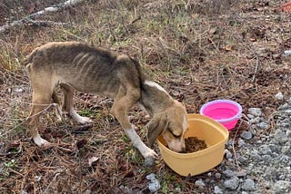 Cheese, Love, and Second Chances: The Tale of Molly’s Rescue