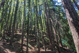 Montalvo Arts Center — Lookout Trail