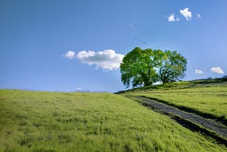 Why the Mexican White Oak Tree Is Right For You