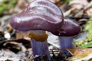 The Evolution of Purple Pileus Colour in New Zealand Species of Cortinarius