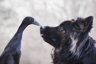 A black duck and a german shepherd dog touch beak to nose in a photograph of the two friends