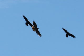 Crows or ravens? Where do you even start?