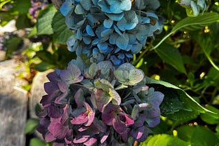 Hydrangea in autumn