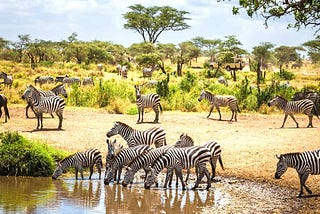 Luxury Wildlife Safari Tour Tanzania