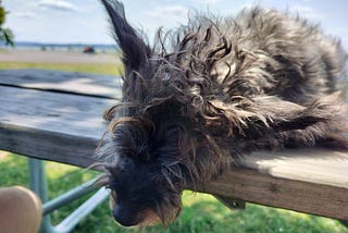 A Tribute to The World’s Worst Dog
