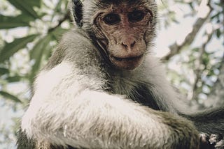 A rhesus macaque monkey sits in a tree while looking down with curiosity at the photographer taking the photograph.
