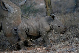 Ol Jogi Conservancy Kenya: The Ultimate in Luxury for a Life Changing Experience