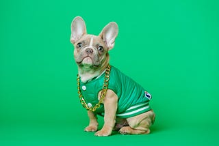 dog wearing green jacket and gold chain on a green background