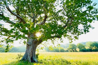 Area of Outstanding Natural Beauty