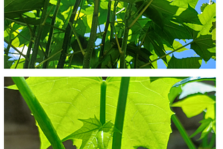 Chaya (tree spinach) — ผักชายา (phak cha-ya) — Cnidoscolus aconitifolius