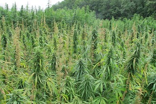 Physiological Challenges in Developing Hemp for the Florida Seed and Fiber Industry Under Current…