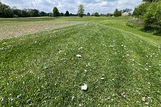May Ends! Warm Up Ahead, Broadleaf Weeds, Manuscript Herbicide Research