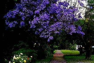 Another Purple Season💜
