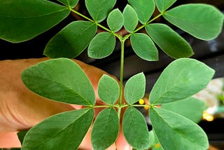 Growing a Rain Tree