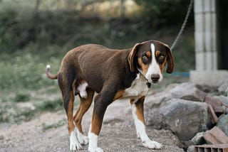 Dog with its tail between its legs
