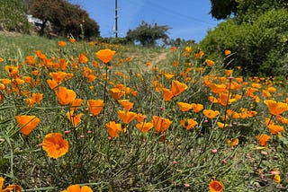 Welcome to Potrero Commons