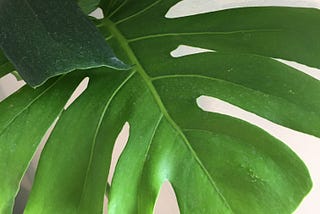 Notes on Monstera