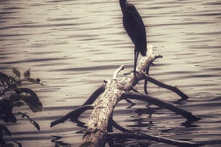 Vertical photo of a Great Blue Heron standing on a tree that fell into a body of water long ago. The heron is looking to the left and its long neck is extended up, with a slight curve shaped like a very slender, reversed “S”. The bird is almost entirely a silhouette, but there is some feather detail visible on it’s shoulder. The tree is positioned from the lower left corner to about the middle of the image and the heron is positioned in the middle of the image.