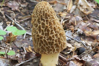 Morel Mushrooms: The End-Of-Life Midwives Of The Forest